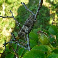 маскировка ,уровень 50+... :: Александр Герасенков маскировка ,уровень 50+... :: Александр Герасенков