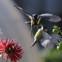 Не ждали... :: владимир