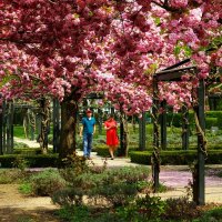 Сакура цветёт :: Юрий. Шмаков