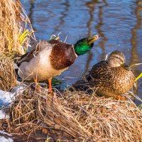 Ухта, Коми, река Чибъю, парковые уточки уже создают пары) :: Николай Зиновьев