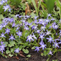 Хионодокса :: Мария К. Хионодокса :: Мария К.