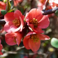 Японская айва :: Валентин Семчишин Японская айва :: Валентин Семчишин