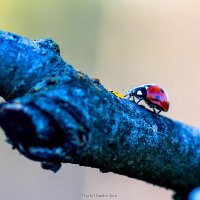 Buburuza :: Serghei Bucico