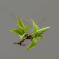 ... :: Николай 