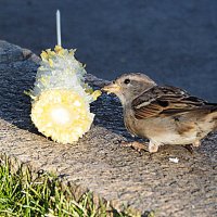 моё :: Олег Лукьянов