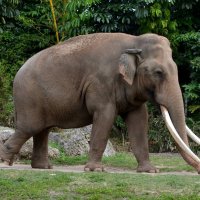 Слон :: Таня Фиалка