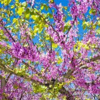 Цветение природы. :: azambuja Цветение природы. :: azambuja