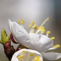 Цветет абрикос :: Мариша Тим