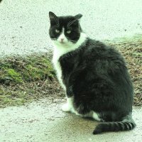 Вышел на улицу :: Людмила Смородинская Вышел на улицу :: Людмила Смородинская