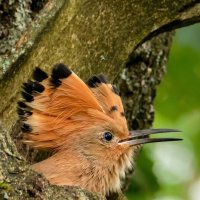Удод в гнезде (молодой) :: Владислав Иопек Удод в гнезде (молодой) :: Владислав Иопек