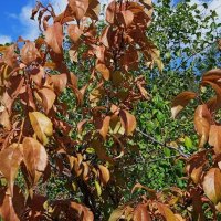 сентябрь в Екатеринбурге :: Елена Шаламова сентябрь в Екатеринбурге :: Елена Шаламова