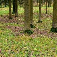 Ноги :: Валерий Пославский Ноги :: Валерий Пославский