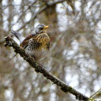 Певчий дрозд :: Милешкин Владимир Алексеевич Певчий дрозд :: Милешкин Владимир Алексеевич