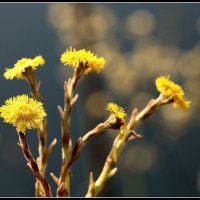 Вышла на арену весны Мать и мачеха :: Aleksandr Gal