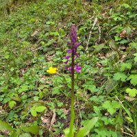 ЯТРЫШНИК :: Tata Wolf ЯТРЫШНИК :: Tata Wolf