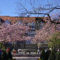 Любимый дворик в цвету сакуры... :: Галина Любимый дворик в цвету сакуры... :: Галина