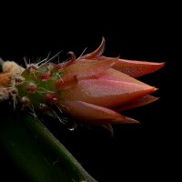 эпифилум :: Aleksandr .