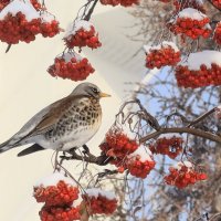 В городе зимой :: Галина Козлова 