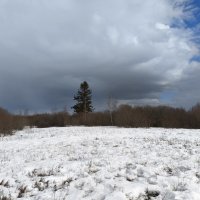 Ель на острове :: Anna Ivanova