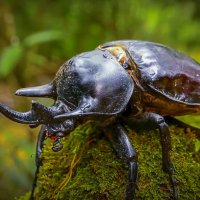 Жук-носорог :: Aleksey Afonin