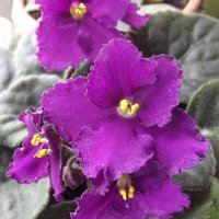 Фиалка :: Freddy 97