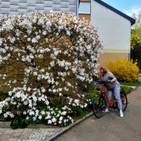 Цветёт белая магнолия :: Сергей Порфирьев