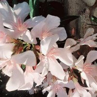 14  КЛОС (126) :: CLOSE WAYS ALL