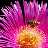 За мёдом :: Юрий. Шмаков За мёдом :: Юрий. Шмаков