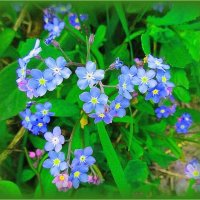 Незабудки :: Наталья ***