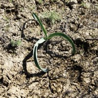 Степной тюльпан :: Анатолий Чикчирный