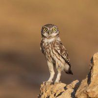 *** :: Евгений Фруман