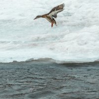 Весенняя утка :: Roman Freewind Весенняя утка :: Roman Freewind