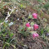 Сон-трава :: Мария К.