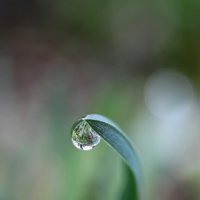 Капелька :: Tina Kott