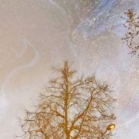 Отражение в луже. :: Любимова Ольга 