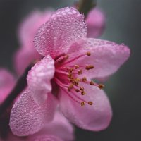 Цветение :: Лилия .