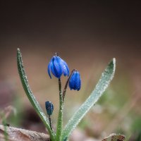 Весна на пороге :: Александр ...