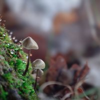 Малютки :: Любовь Нардина