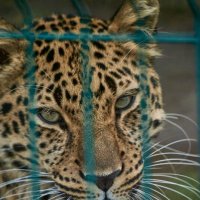 ЛЕОПАРД :: Александр Леонов