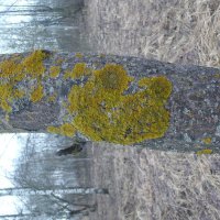 Лишайники. :: Михаил Елочкин