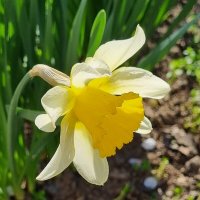 Солнечное утро :: Наталья 