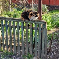 Утренние посиделки :: Наталья 