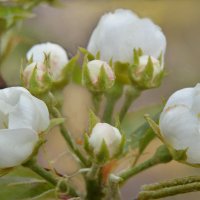 *** :: Надежда Куркина 