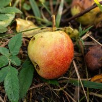 Яблоко на земле :: Лилия 