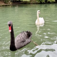 Гуси-лебеди: белое и черное :: Pippa 