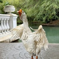 Гуси-лебеди: танцуют все! :: Pippa 