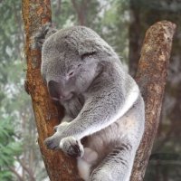 вот так и просидит все праздники :: Таня Фиалка