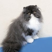 Пушистик :: Светлана Ищенко