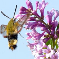 Любитель нектара :: Михаил Белоусов Любитель нектара :: Михаил Белоусов