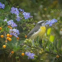 Банановый певун :: Svetlana Galvez